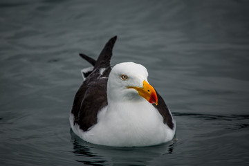 Pacific Gull