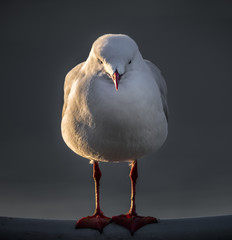 Silver gull