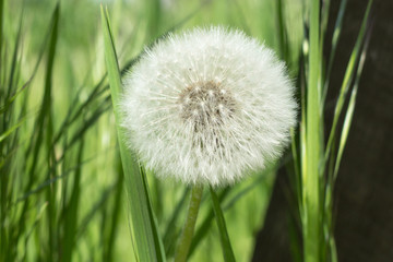 Dandelion closeup