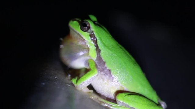 european green tree frog, Hyla arborea, resting by day, croaking by night in the wild in a cyprus garden.