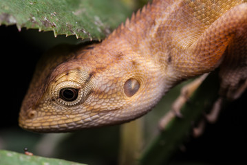 Chameleon for food at night.