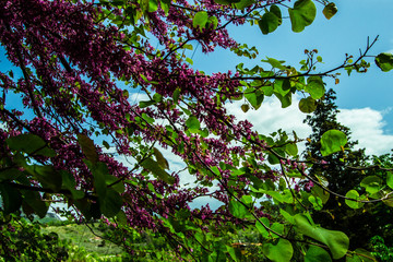 Primavera