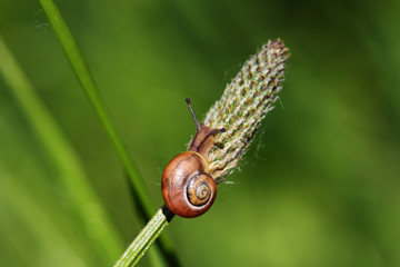Gastropoda snail on the meadow wildplant