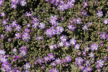 Cespuglio di fiori viola
