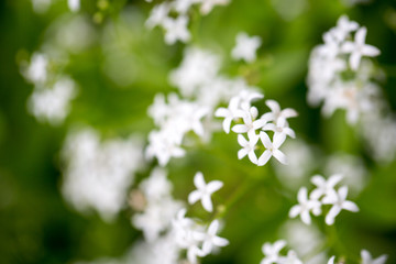 Fototapeta premium schöne Blümchen