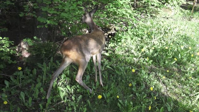 Roe deer in grass, Capreolus capreolus. Wild roe deer in spring nature.
