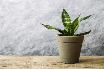 Sansevieria trifasciata or Snake plant in pot on old wood home and garden concept