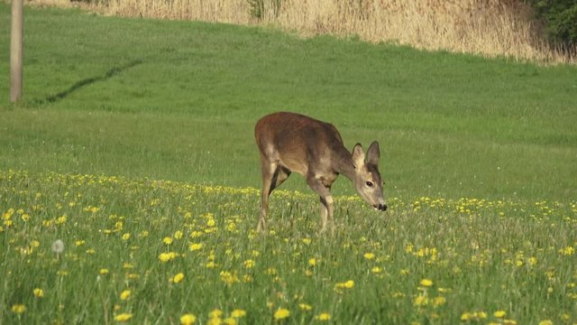 Roe deer in grass, Capreolus capreolus. Wild roe deer in spring nature.
