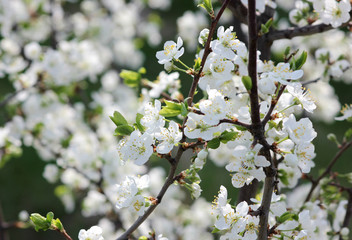 flowering tree in spring garden