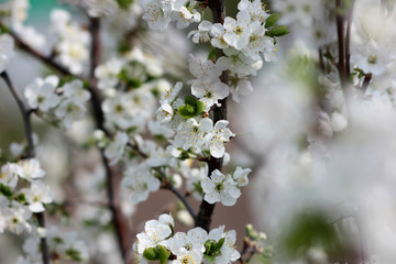 flowering tree in spring garden