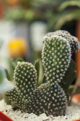 Cactus