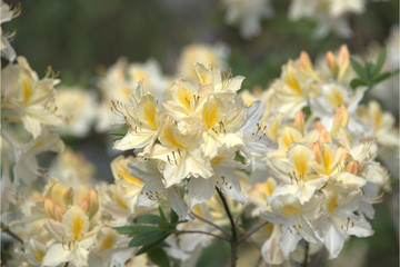 Obraz premium Rhododendren bei blühen