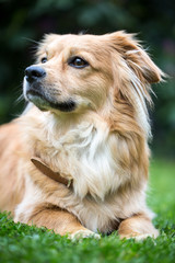 Fototapeta premium Hund auf der Wiese