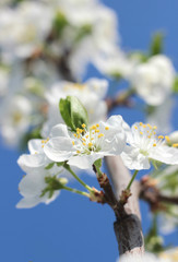 flowering tree in spring garden