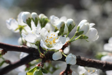 flowering tree in spring garden