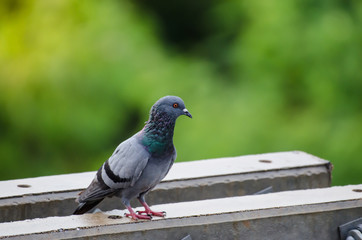 pigeon