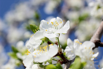 flowering tree in spring garden