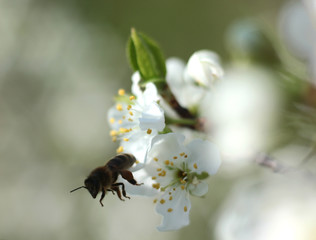 bee collects nectar on a flowering Apple