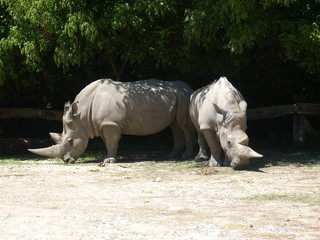 rinoceronti