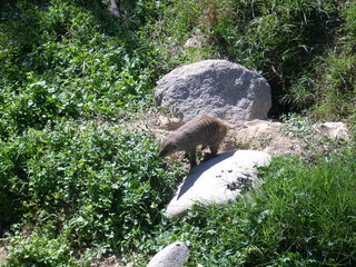 mammifero natura 