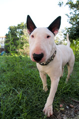 English Bull Terrier white dog in garden outdoor, a beautiful natural environment. White bull terrier dog is walking and looking to the camera on nature. Beautiful doggy, pet concept, domestic animal.