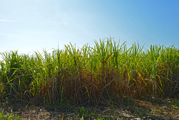 Plantation of sugar cane