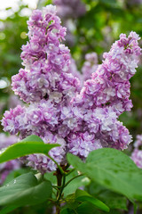 purple lilac bush blooming in May day