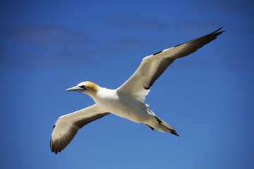 Gannet in flight against a blue sky