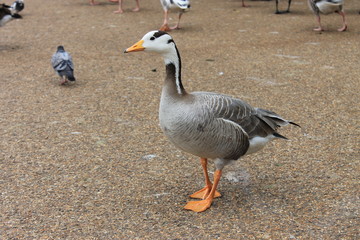 anatra oca 