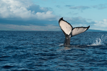 Whale's Tail Flip off of Lanai