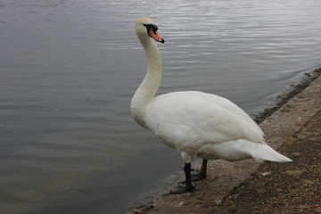 cigno collo bianco lago