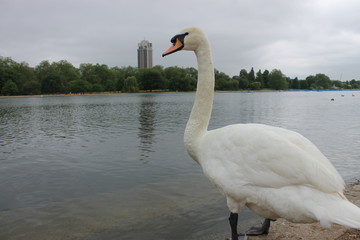 cigno bianco lago