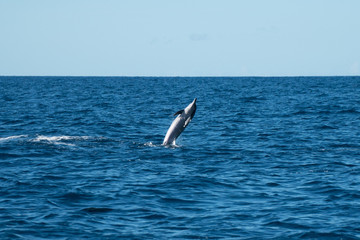 Dolphin Jumping off of Lanai