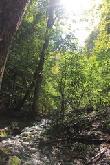 Obraz premium foresta bosco alberi natura