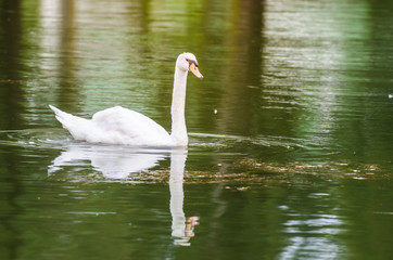 swan