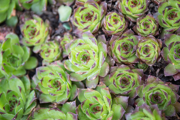 miniature succulent plants close up - cactus plants macro