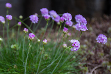 Obraz premium Purple spring flowers.flowers for landscape design