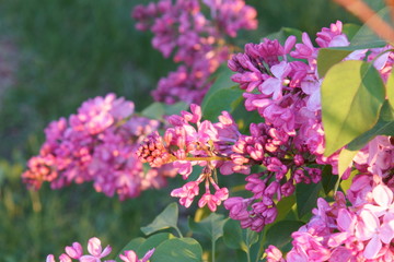 Bunches of pink fragrant Lilacs