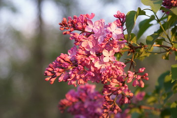 Bunches of pink fragrant Lilacs