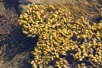Seaweed floating on salt water surface.