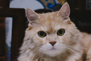 Cat is looking something