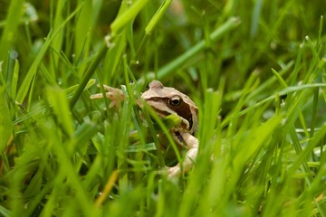 Fototapeta premium brown frog hiding green grass