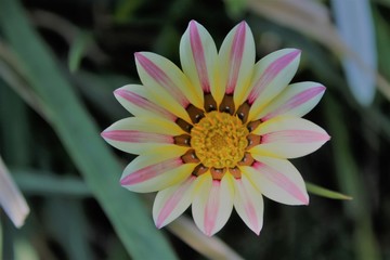 fiore natura