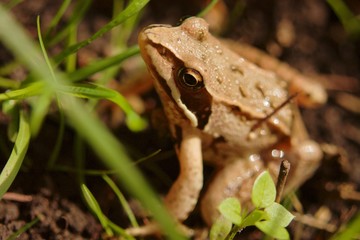 brown frog close-up sits on the ground among the blades of grass