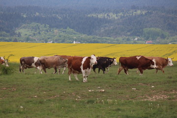 Fototapeta na wymiar Cows wander in mountain meadows