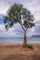 Single tree on a beach in Kissamos town on the Crete Island, Greece