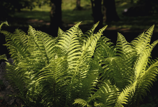 A group of green ferns in the forest