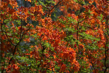 Rhododendren beim blühen