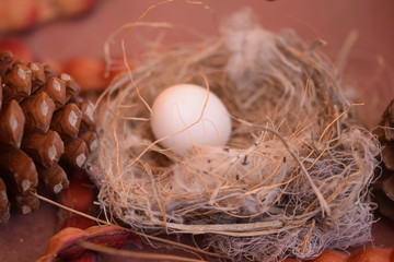 birds nest, egg, habitat, nature, animals, wildlife, peaceful, birding