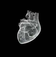Mesh model of a human heart isolated on black background